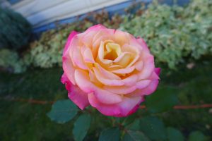 pink floribunda rose