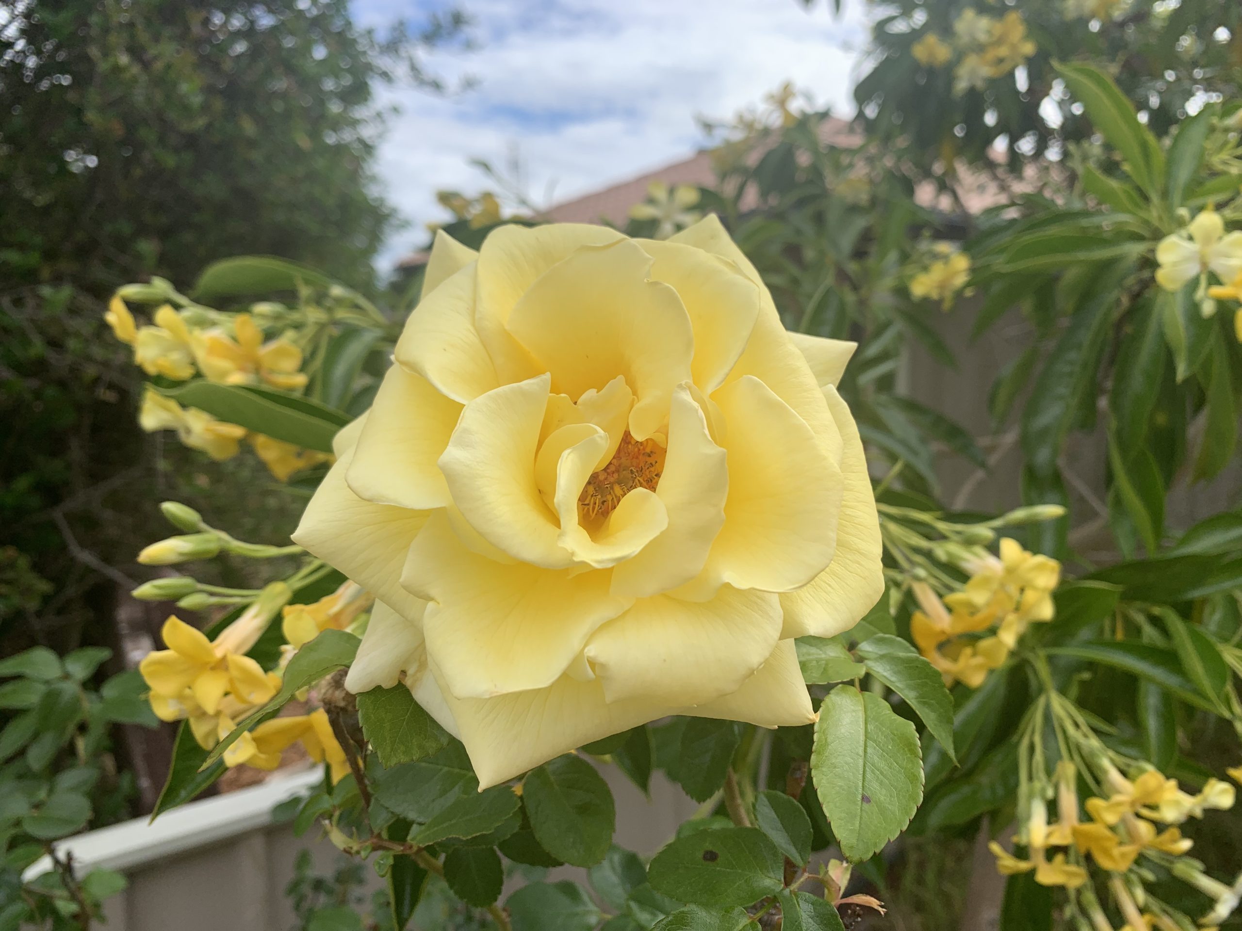 Beautiful Yellow Rose on Rose Bush