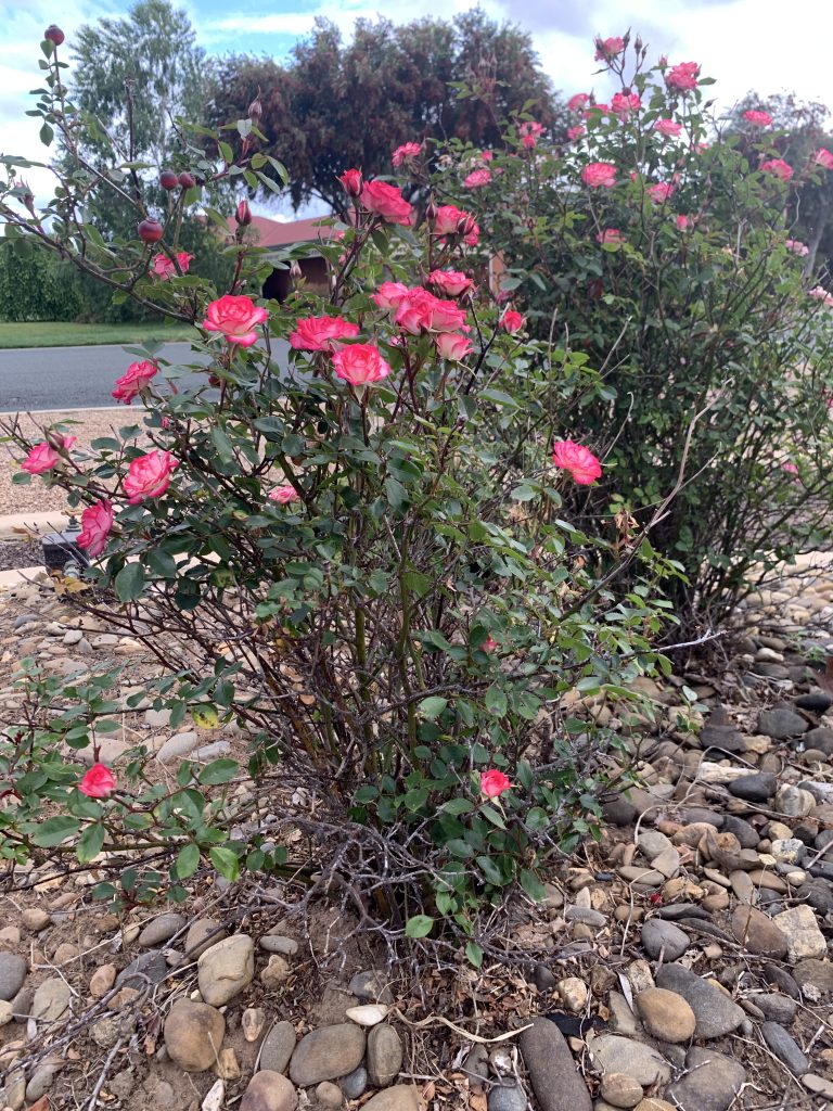 Rose bush in bloom in rocky garden bed