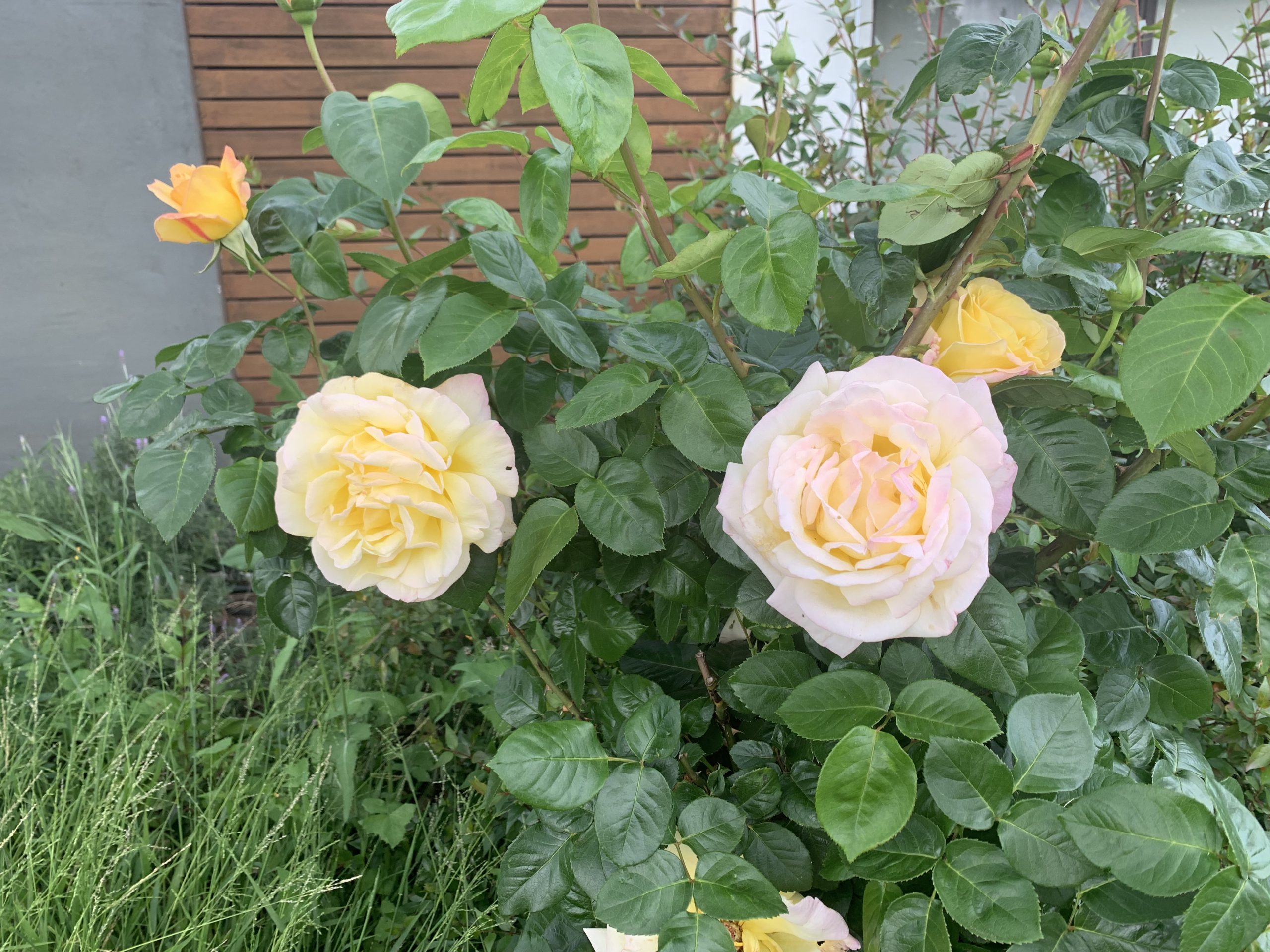 Two Light Pink Roses on Bush