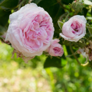 Pale Pink Belle Isis Gallica Rose