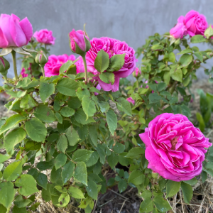 Bright Pink Bourbon Rose - Madame Isaac Pereire