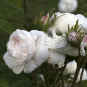 White with pale pink tones Centafolia Rose - Fantin Latour