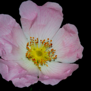 Pink Five Petal Dog Rose