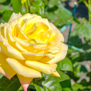 Yellow Elina Hybrid Tea Rose