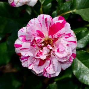 Pink and white variegated Rosa Mundi Gallica Rose 