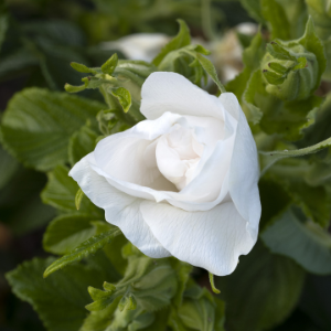 White Blanc Double De Coubert Shrub Rose