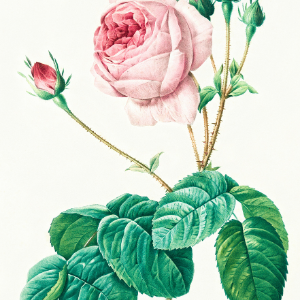Pink Bulata Centifolia Rose on White Background