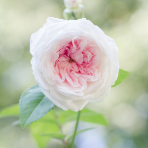 White Pink Clothilde Soupert Polyantha Rose