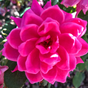 Deep Pink Double Knockout Shrub Rose