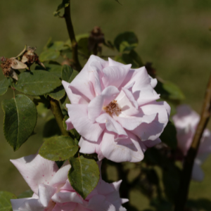 Pink 'Kathleen' Bourbon Rose