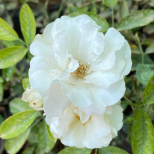 White Rose of York Alba Rose