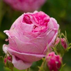 Deep pink Centifolia Heritage Rose