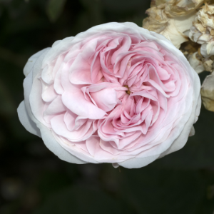 White pink Felicite Paramentier Alba Old Heritage Rose