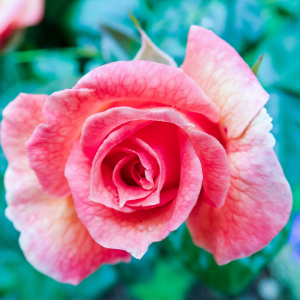 Pink Lady Marmalade Floribunda Rose