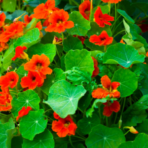 Red Nasturtium Flowers as Companion Plants for Roses