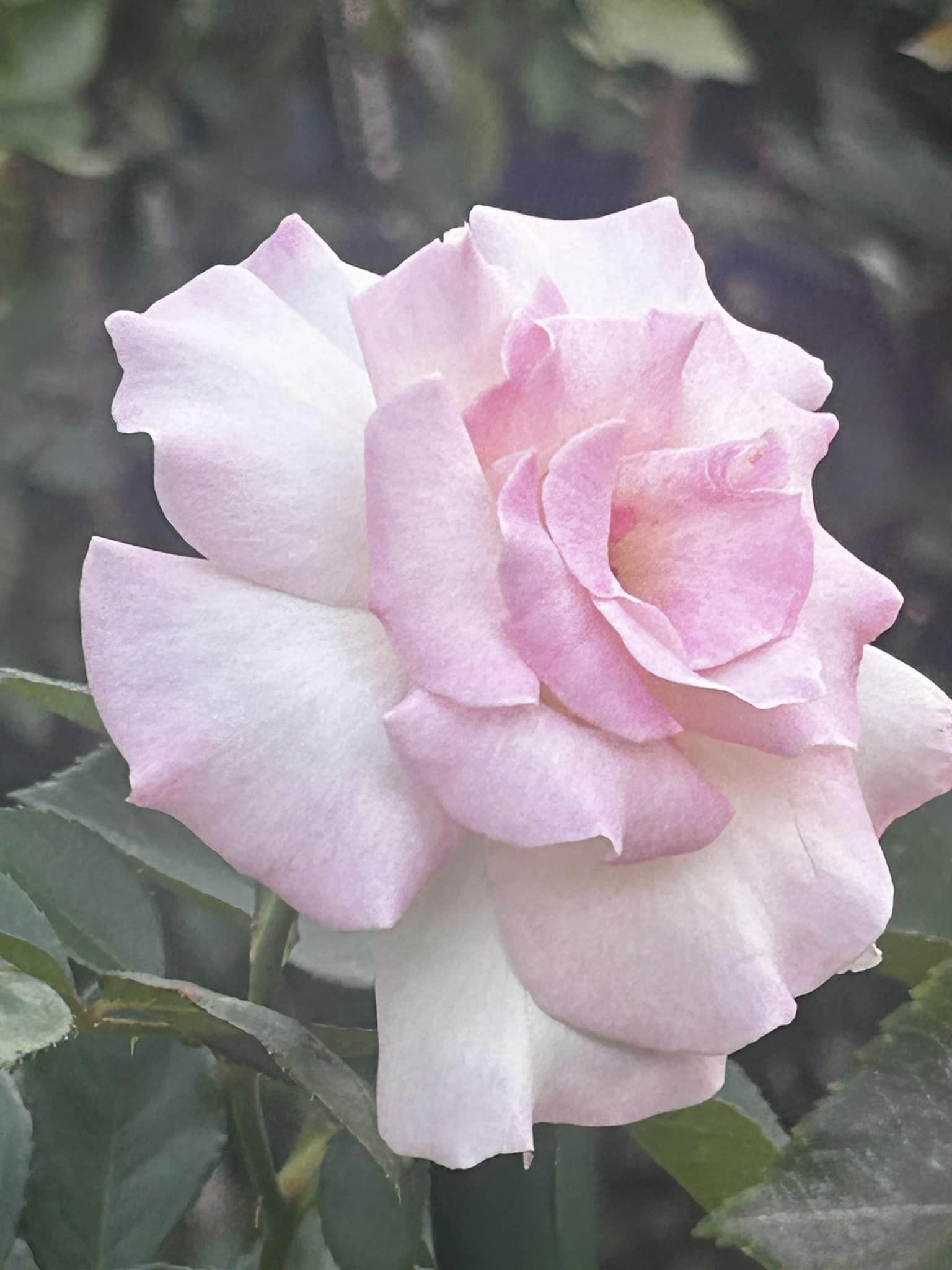 Light Pink Seduction Floribunda Rose