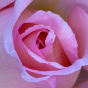 Pink Compassion Hybrid Tea Rose