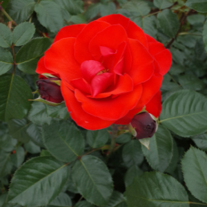 Red Dawn Chorus Hybrid Tea Rose