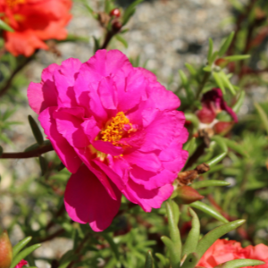 Deep Pink Mexican Grandiflora Rose