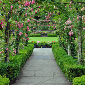 View of Vertical Rose Garden