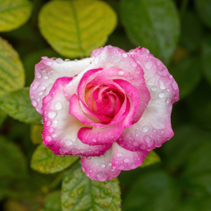 Pink Grandifloa Rose How to care for your grandiflora rose bushes